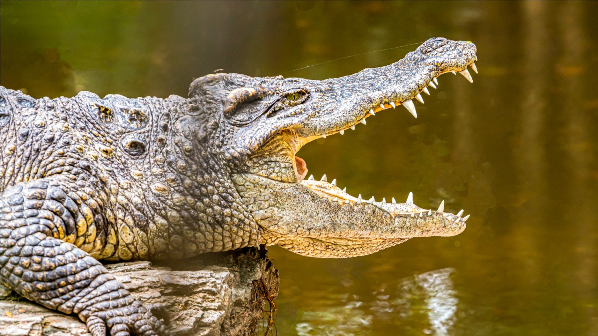 Lesson 14 - Crocodile